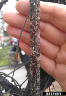 Crapemyrtle bark scale scraped from a branch, showing reddish body fluid that indicates live scales.
