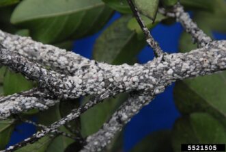 Crapemyrtle branches heavily covered with white crapemyrtle bark scale infestations.ersity of Arkansas CES, Bugwood.org