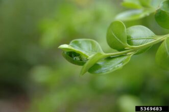 Cupped and stunted boxwood leaves caused by boxwood psyllid feeding.