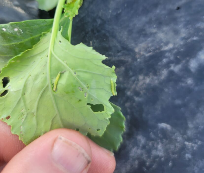 Diamondback moth caterpillars are active.