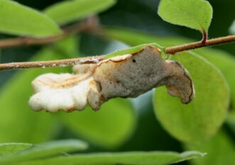 Distorted azalea leaf caused by leaf gall, showing thickened, pale green to white gall in spring.