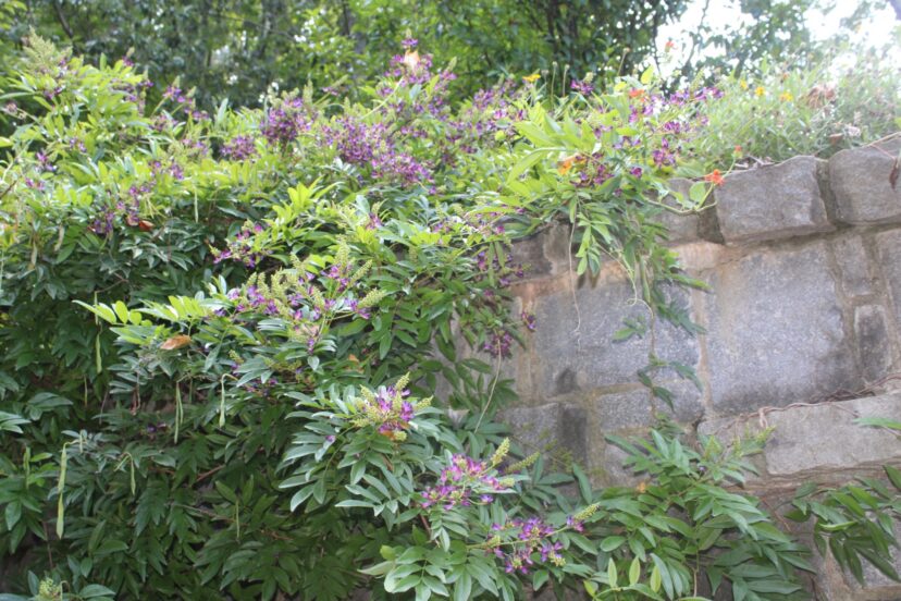 Evergreen wisteria blooms through the hottest months of summer.