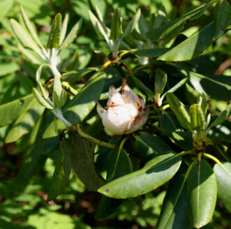 Flower gall on rhododendron showing swollen, deformed floral tissue caused by Exobasidium vaccinii.