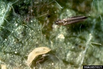Alt text: Flower thrips larva and adult showing the small, slender body shape and fringed wings characteristic of thrips that damage viburnum leaves and flowers