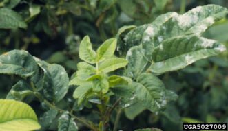 Grayish-white powdery mildew fungal growth covering the surface of rose leaves.