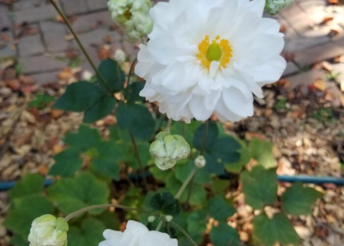 Japanese anemone in the garden.