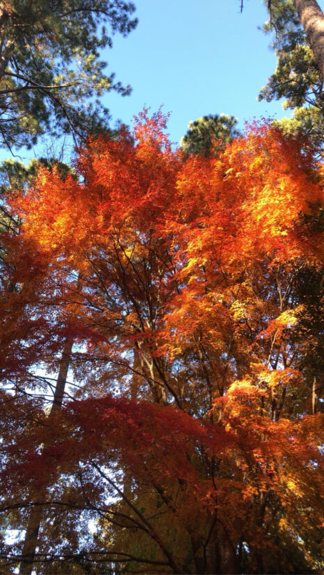 Large Japanese Maple-Soon the leaves will start turning and falling. Make sure you’re prepared with a plan for how to deal with your leaves.