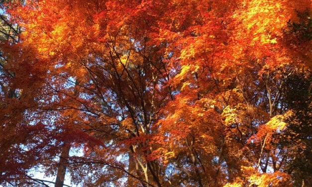 This Month In Your Garden – October 2024