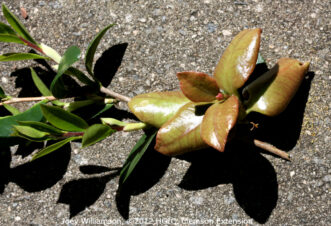 Leaf gall on sasanqua camellia showing thickened, pale leaves caused by Exobasidium camelliae.