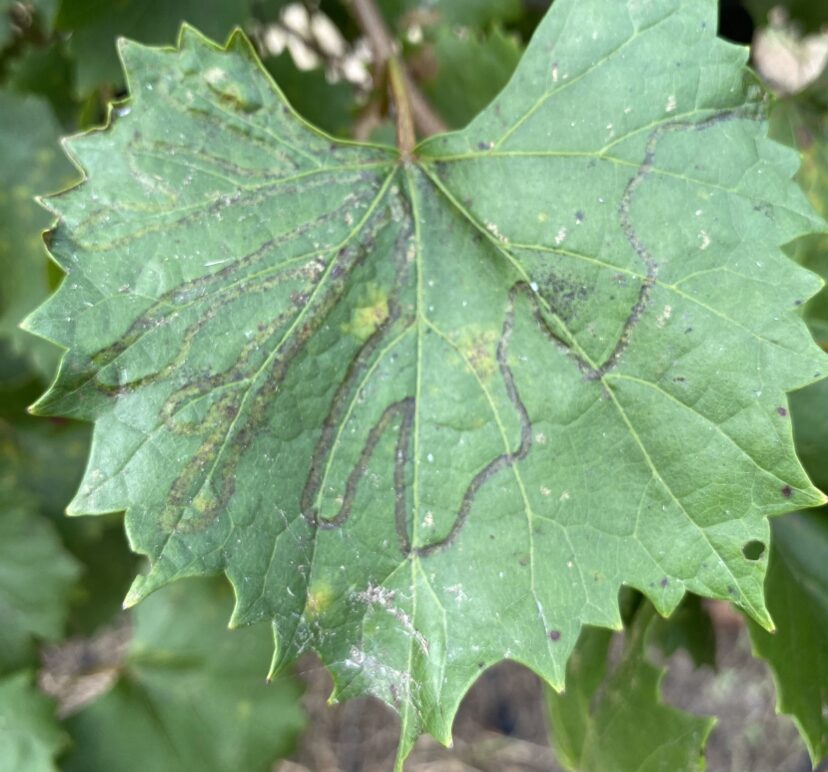 Leafminer damage on a muscadine leaf. Cool to look at but rarely causes enough damage to intervene.