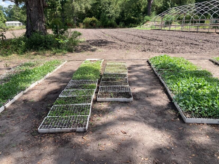 Leafy greens awaiting transplant.