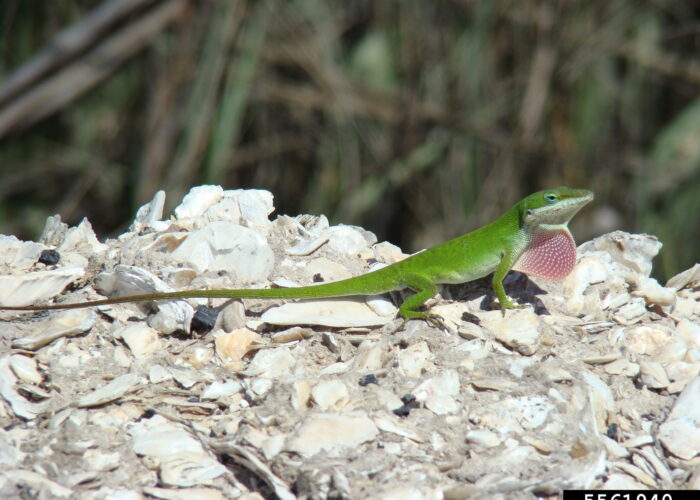 males-often-display-their-dewlaps-during-the-breed Males often display their dewlaps during the breeding season