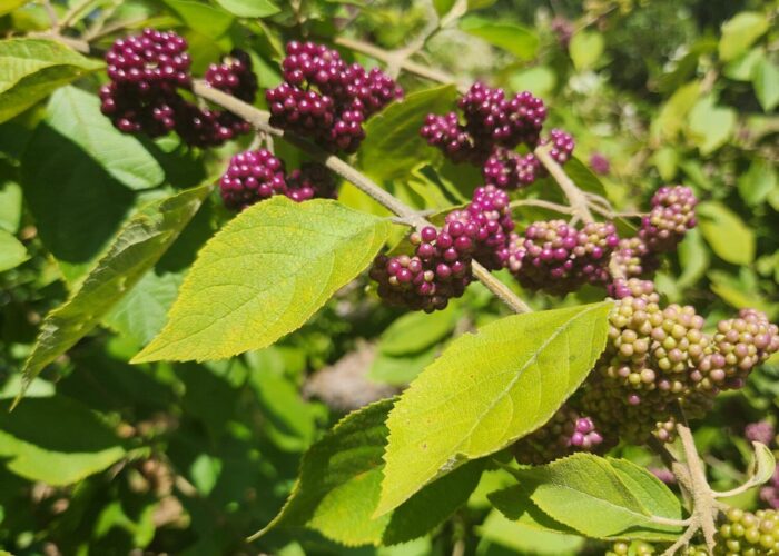 Mexican beauty berry in my garden.