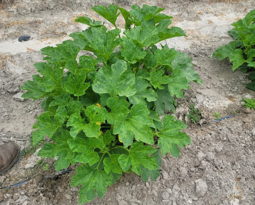 Mosaic virus symptoms on the foliage of squash.