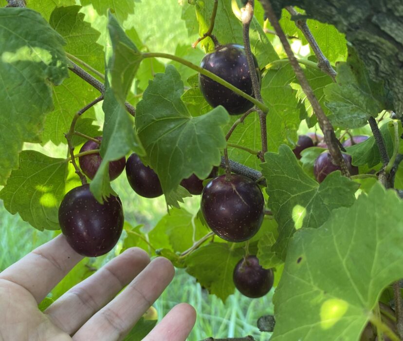 Muscadine grapes looking great at the beginning of harvest.