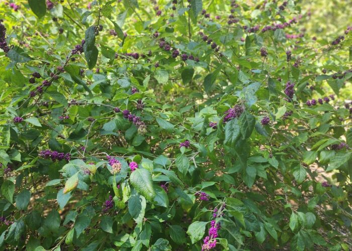Native beauty berry in my garden.