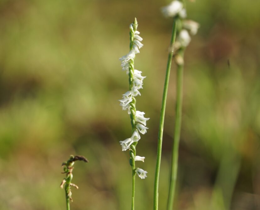 Nodding Ladies’ Tresses (Spiranthes cernua) is a beautiful terrestrial orchid native to the Eastern United States and Canada in USDA planting zones 5a to 9b.