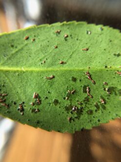 Oedema on camellia leaf underside showing raised blisters and corky brown patches.