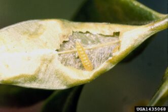 Orange boxwood leafminer larva feeding inside mined boxwood leaf tissue.