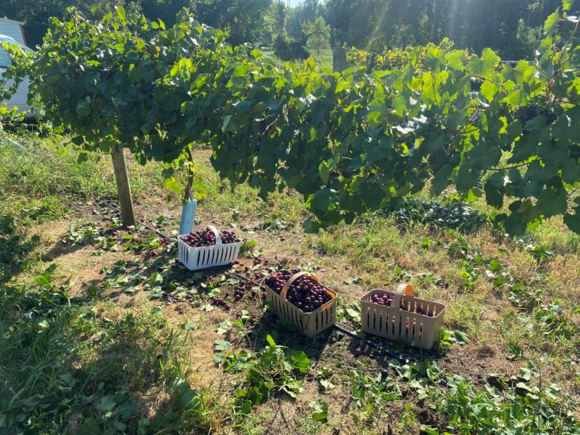 Paulk muscadines are being harvested with good sugar content