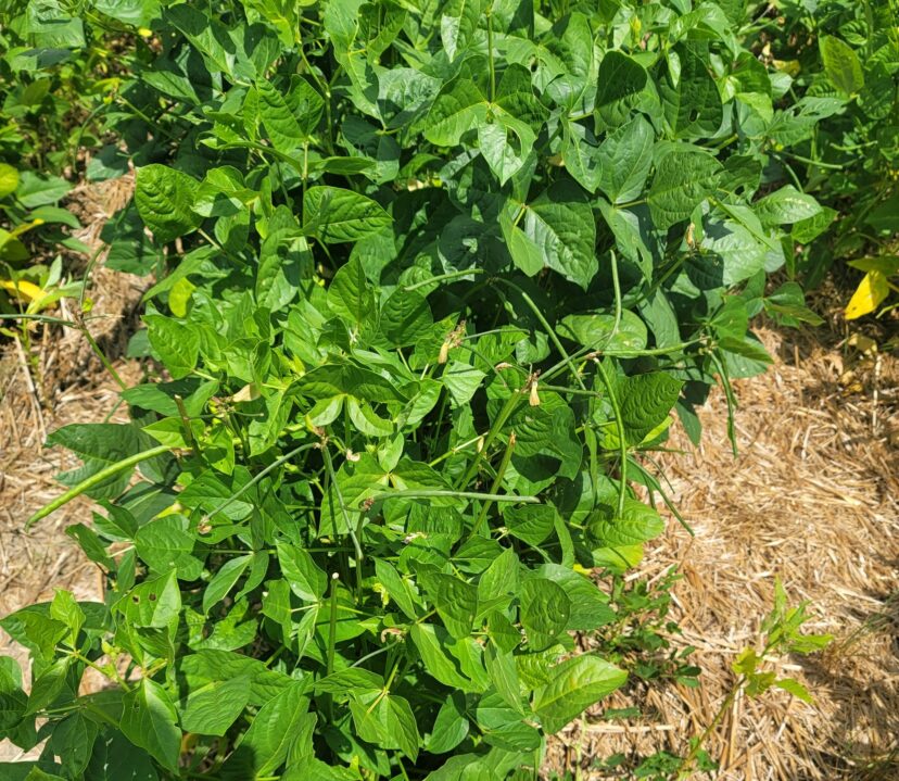 Peas are nearing harvest