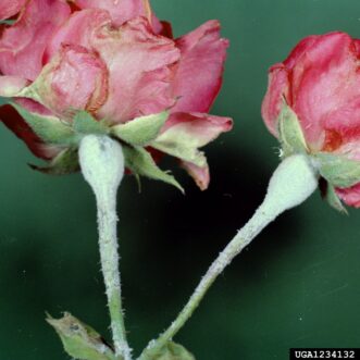 Powdery mildew damage on rose flower buds, causing abnormal development.