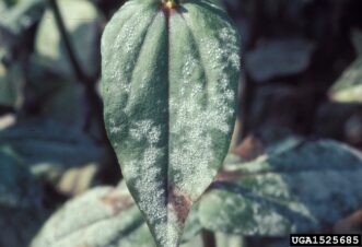 Powdery mildew infection on a zinnia leaf showing white fungal growth on the leaf surface.