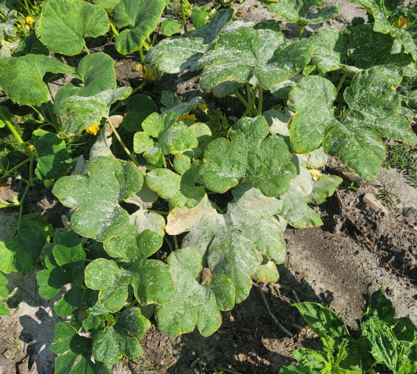 Powdery mildew is present on pumpkins.