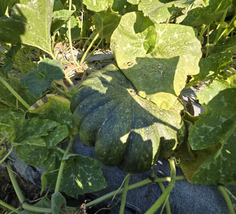 Pumpkins developing well in Lexington County.
