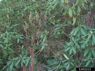 Rhododendron branch affected by dieback, showing dead leaves by Botryosphaeria infection.