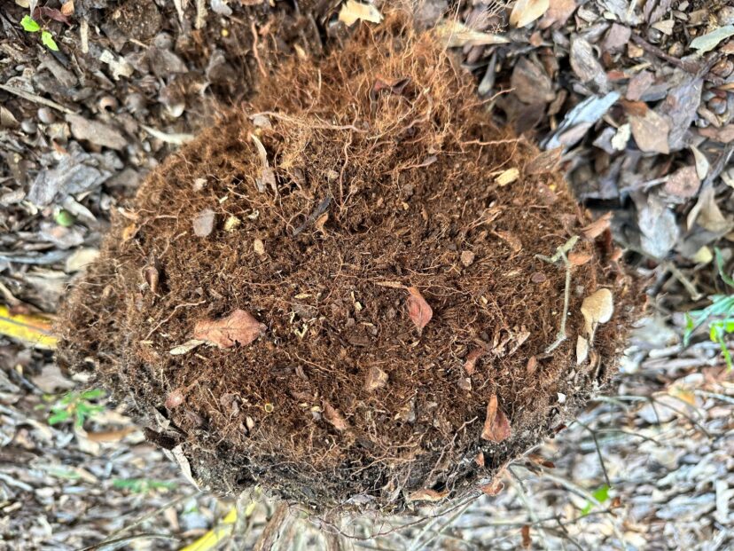Root ball-Be sure to check for any girdling roots that may be on container grown plants. Break up the roots some before planting as well.