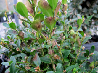Severe defoliation and stem dieback on a boxwood shrub infected with boxwood blight.