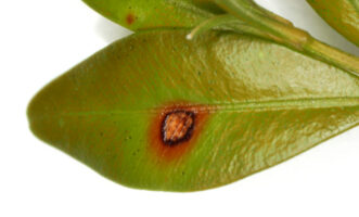 Small brown leaf spots on boxwood leaves caused by the boxwood blight pathogen.
