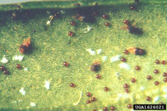 Southern red mites, eggs, and cast skins on the underside of an azalea leaf.