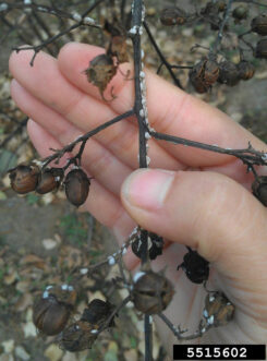 Spent crapemyrtle flower clusters covered with crapemyrtle bark scale and black sooty mold.