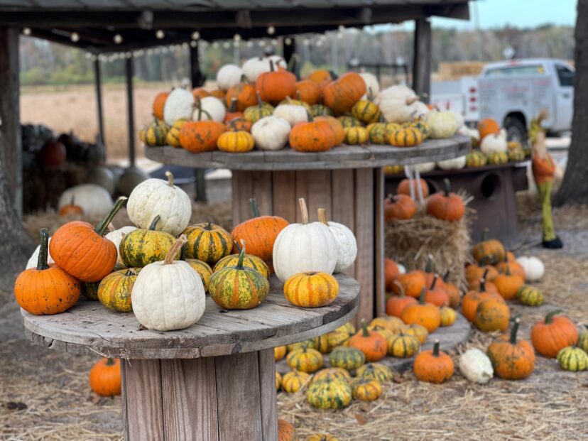 Support South Carolina agribusinesses. Some fun activities include buying from local pumpkin patches and visiting on-farm fall festivals.