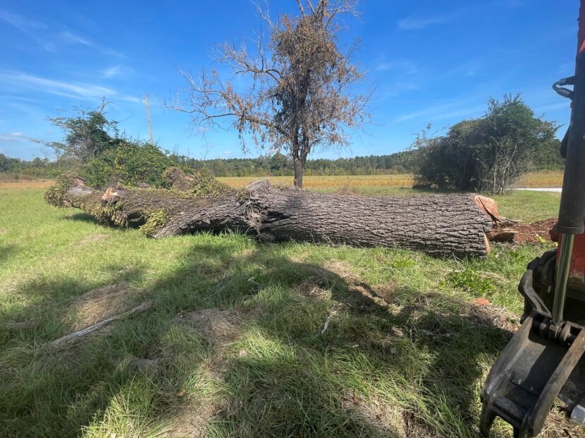 Take time to inspect trees or have a certified arborist evaluate if your trees are healthy. Removing trees are often less costly than the damage they can cause to structures and landscapes.