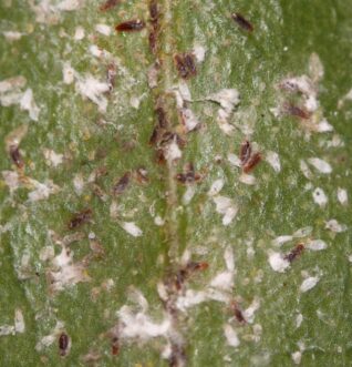 Tea scale infestation on camellia showing scales on the underside.