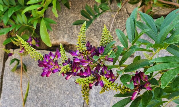 Evergreen Wisteria