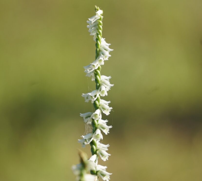The small, slightly fragrant white flowers are arranged in a spiral around the 9- to 18-inch spikes.