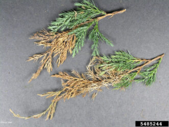 Two juniper branch tips with extensive brown, dead needles adjacent to healthy green foliage, showing the characteristic shoot dieback of Phomopsis tip blight.