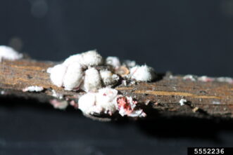 White adult crapemyrtle bark scales and ovisacs containing pink eggs on a crapemyrtle branch.