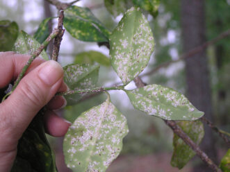 White male and dark female euonymus scales clustered on the underside of euonymus leaves.