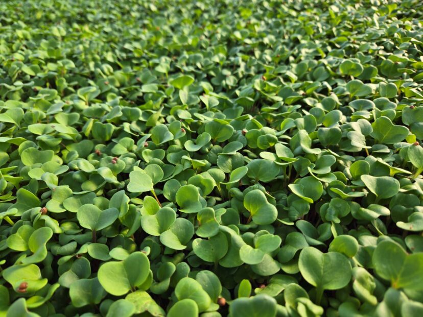 Microgreens ready for harvest.