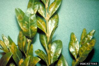 Yellowed and distorted boxwood leaves showing blotchy mines from boxwood leafminer feeding.