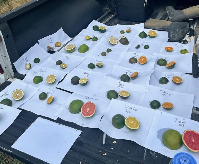 We sampled one fruit from each variety from our citrus trials to determine the Brix levels. (Z. Snipes) 