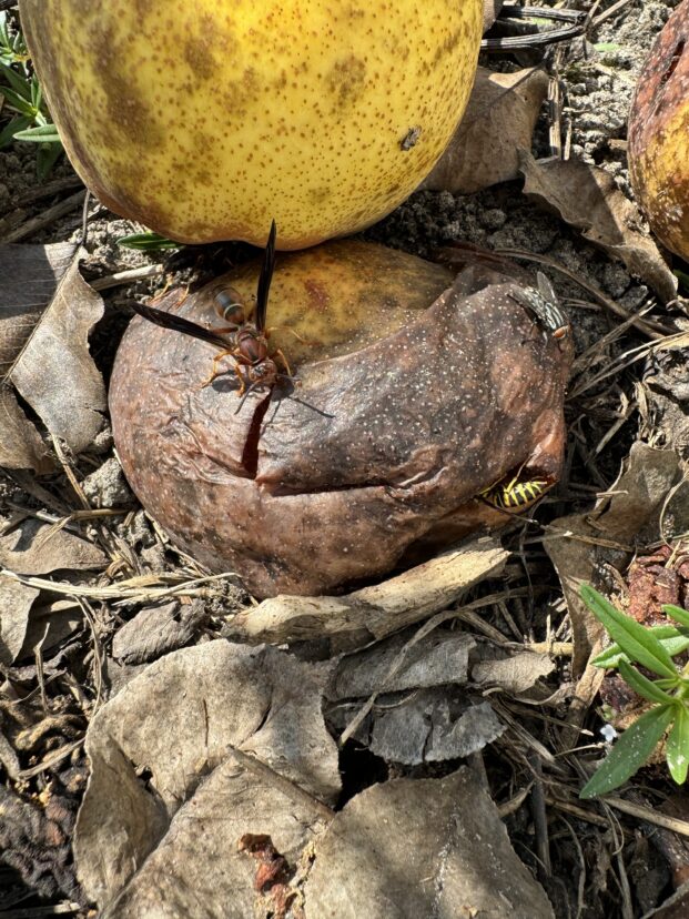 Red wasp, yellowjacket, and muscoid fly feeding on rotting pears. <br/>Ben Powell, ©2024, Clemson University