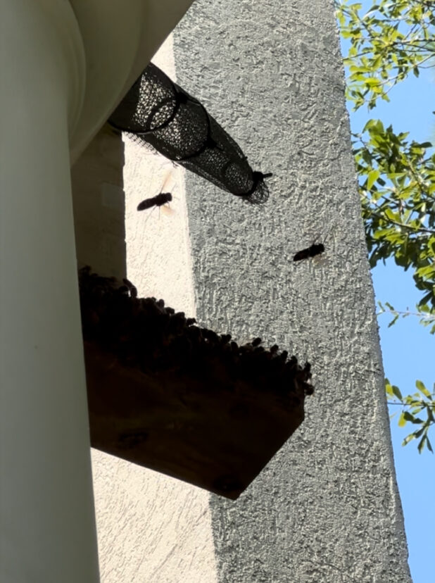 Yellow legged hornets hawking bee colony near Hilton Head, SC. <br/>Ben Powell, ©2024, Clemson University