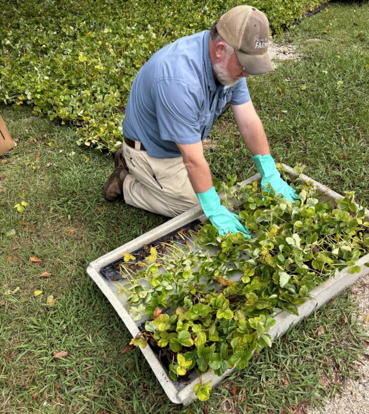 Andy Rollins dipping strawberry transplants in a Switch solution. <br/>Andy Rollins, ©2024, Clemson Extension