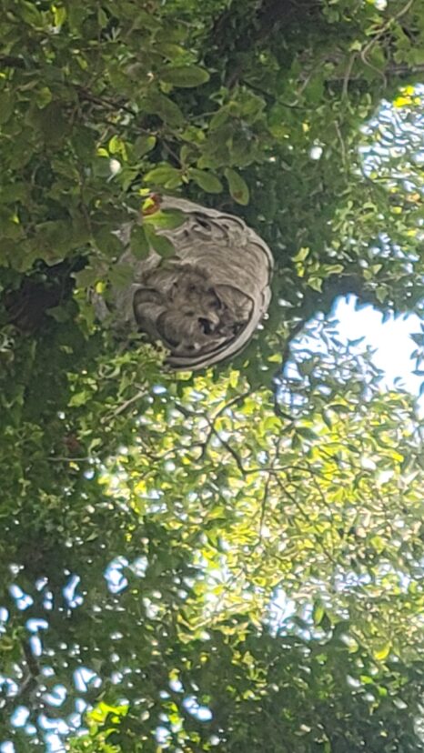Bald faced hornet nest. <br/>Ben Powell, ©2024, Clemson University